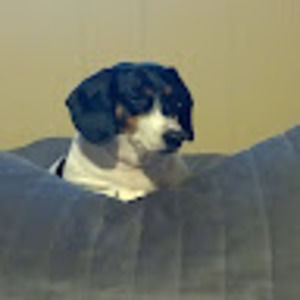 Meet your Posher, Roo